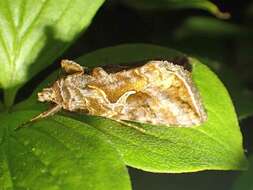 Image de Autographa rubidus Ottolengui 1902