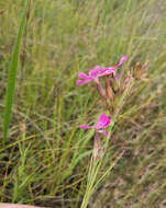 Image of Dianthus membranaceus Borbás