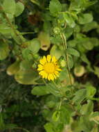 Image of Grindelia lanceolata var. greenei (Steyerm.) G. L. Nesom