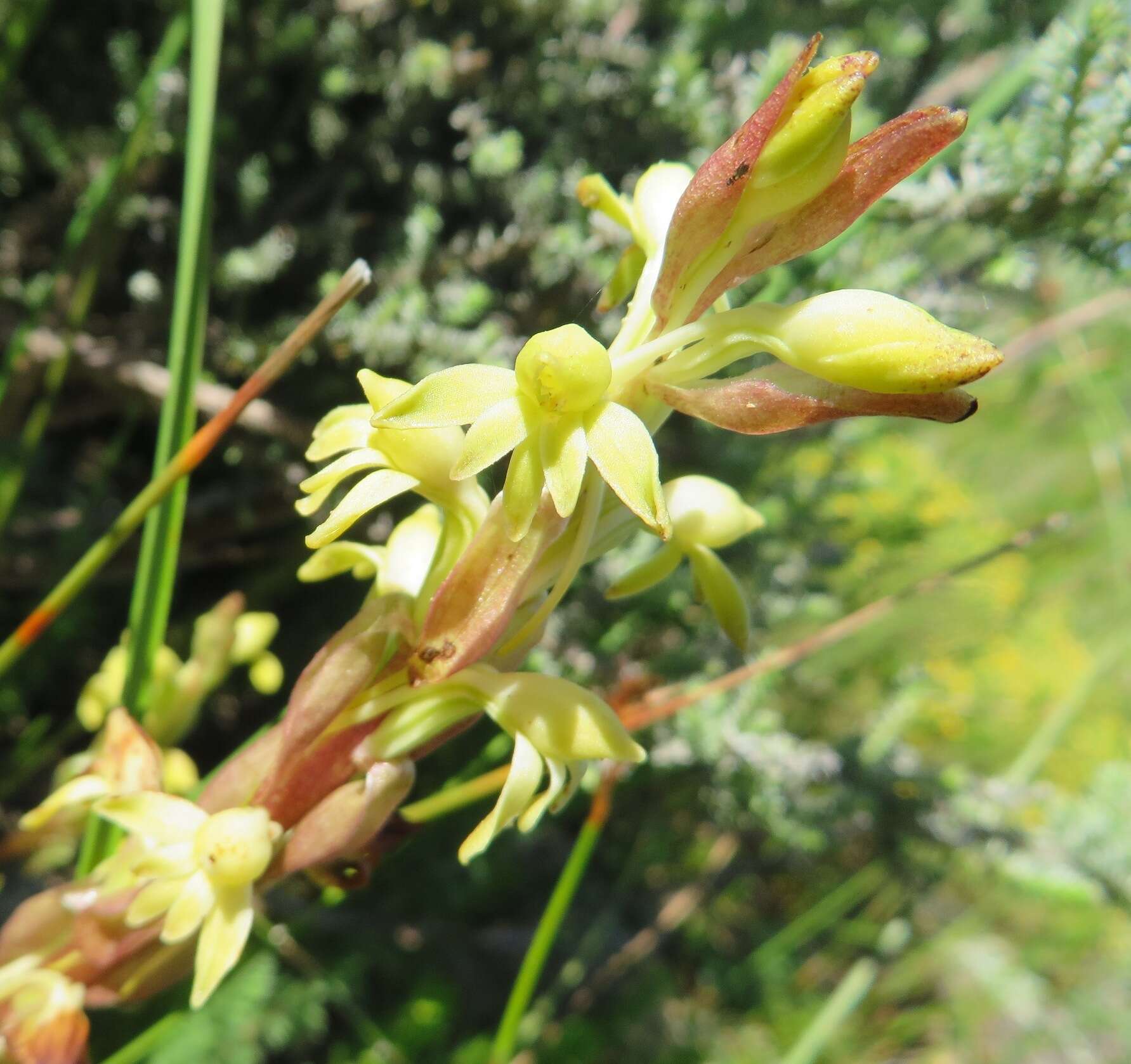 Image of Satyrium bicorne (L.) Thunb.