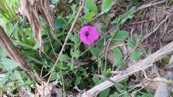 Image de Petunia integrifolia (Hook.) Schinz & Thellung