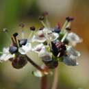 Image of Diposis saniculifolia (Lam.) DC.