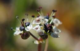 Image of Diposis saniculifolia (Lam.) DC.