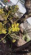 Image of Trichocentrum cavendishianum (Bateman) M. W. Chase & N. H. Williams