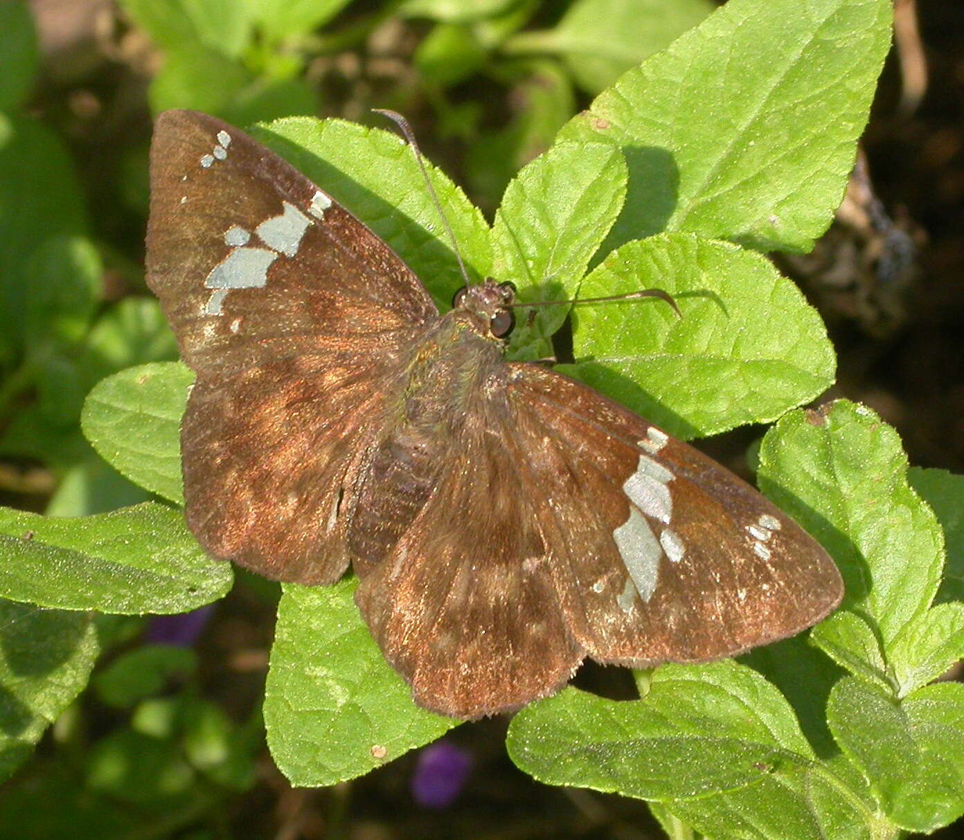 Image of Celaenorrhinus stallingsi Freeman 1946