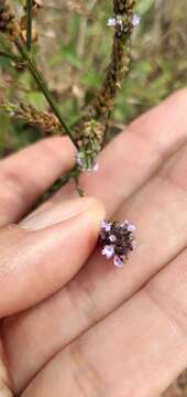 Image of Verbena hispida Ruiz & Pav.