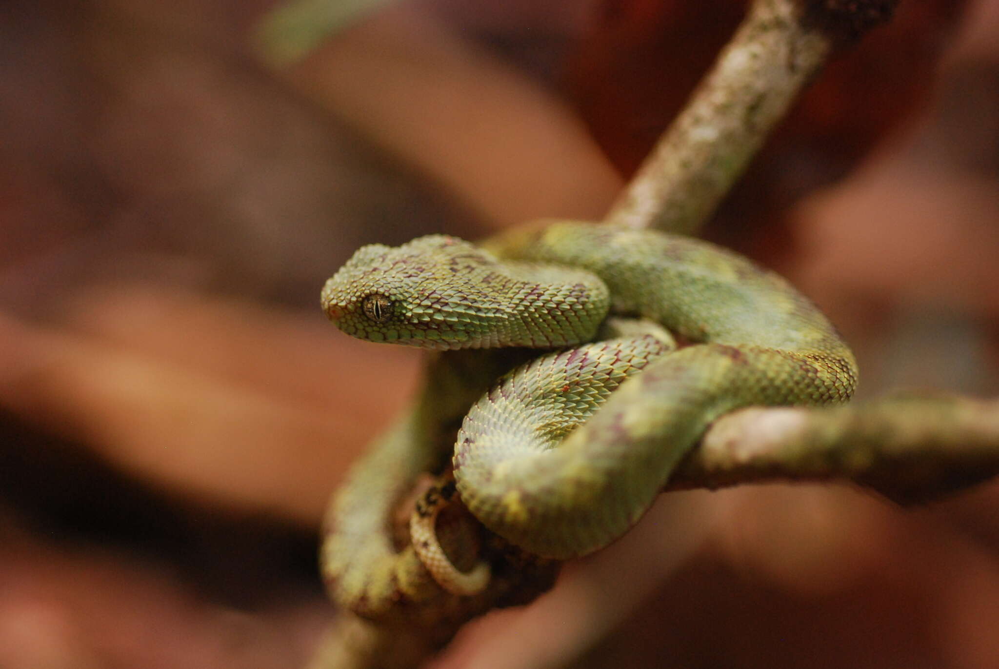 Green Bush Viper - Encyclopedia of Life