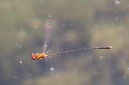 Image of Orange-striped Threadtail