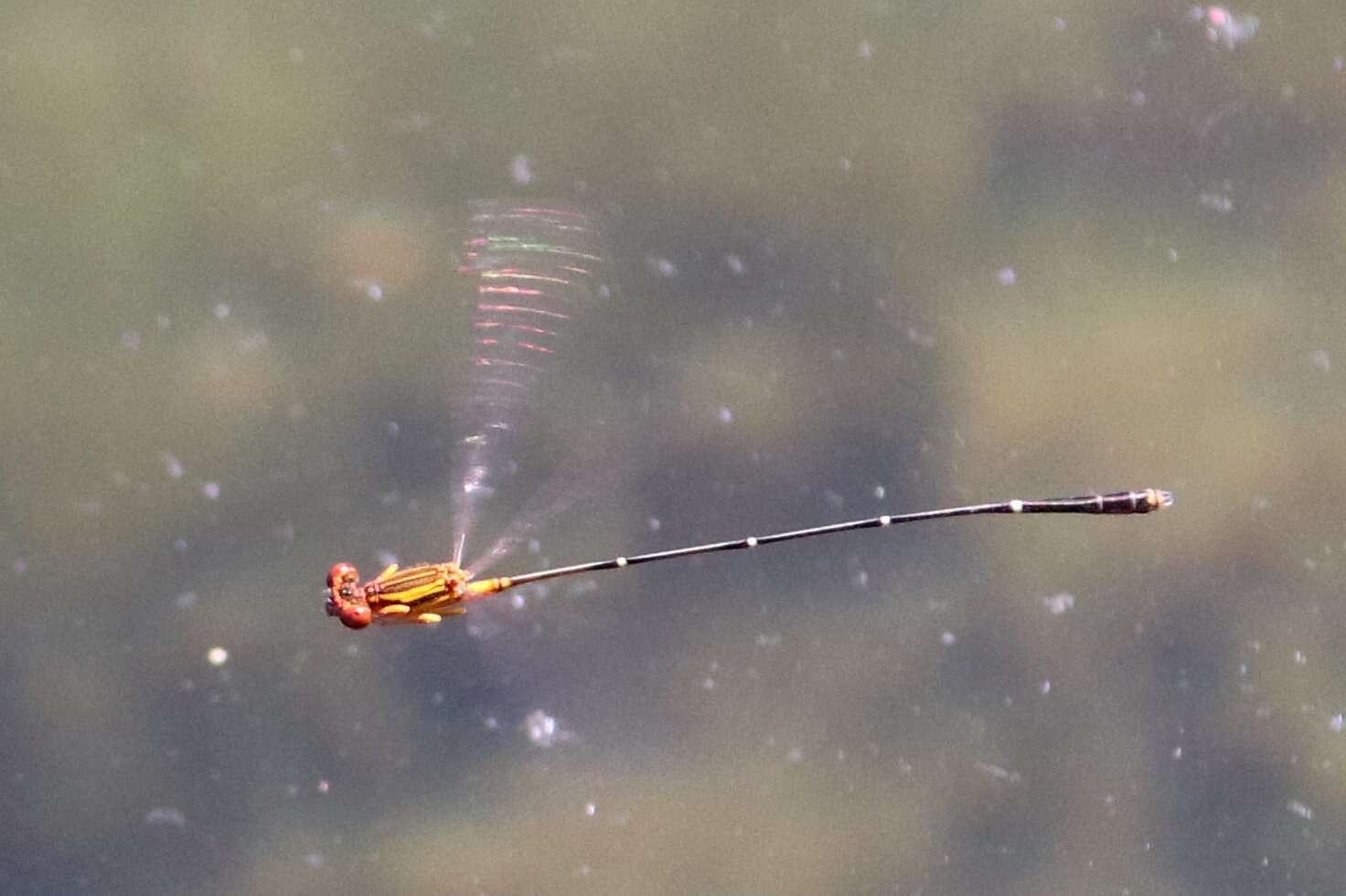 Image of Orange-striped Threadtail
