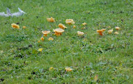 Image of Hygrocybe quieta (Kühner) Singer 1951