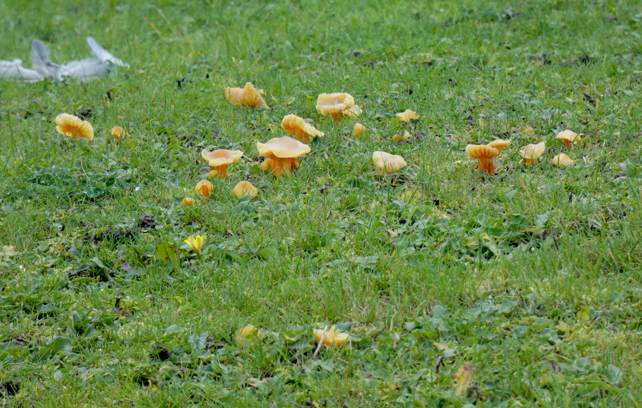 Image of Hygrocybe quieta (Kühner) Singer 1951