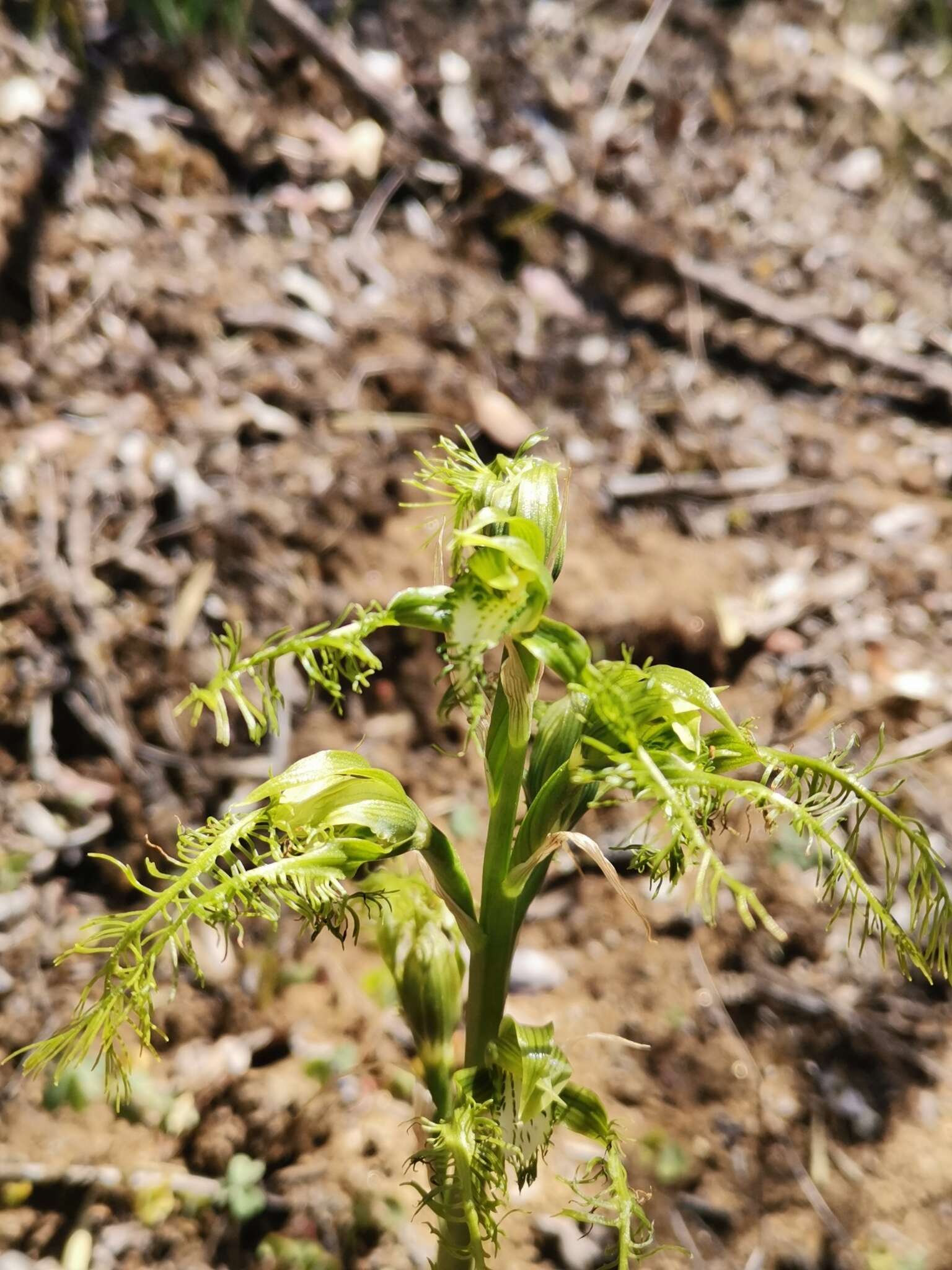 Image of Bipinnula plumosa Lindl.