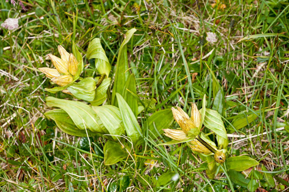 Image of Spotted Gentian