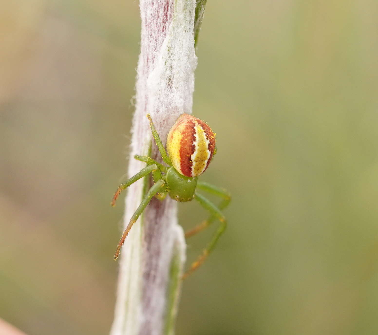 Image of Australomisidia rosea (L. Koch 1875)