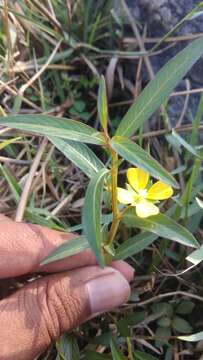 Image of Ludwigia perennis L.