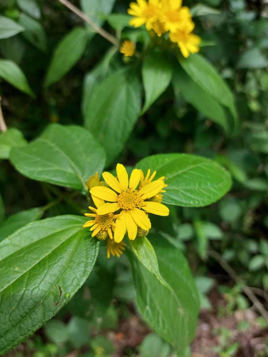 صورة Lasianthaea fruticosa (L.) K. Becker