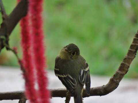 Image of Yellow-bellied Flycatcher