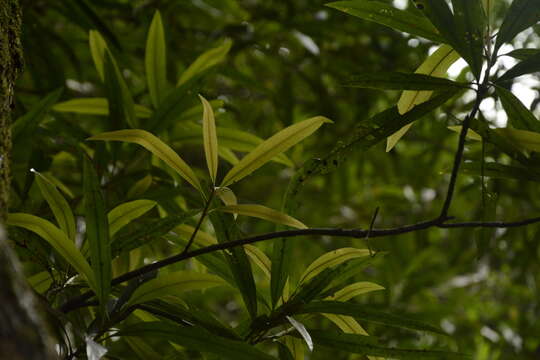 Image of Madhuca neriifolia (Moon) H. J. Lam