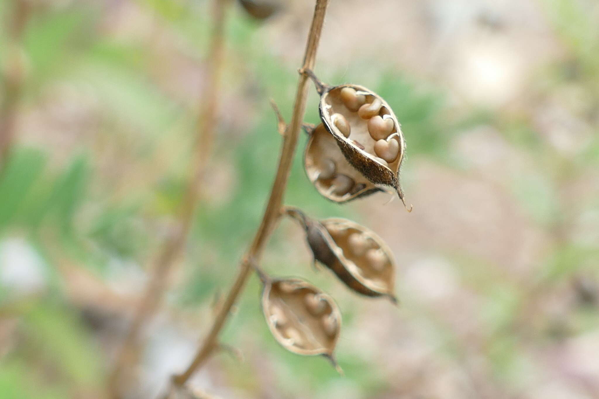 Image of elegant milkvetch