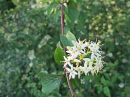 Image of bloodtwig dogwood