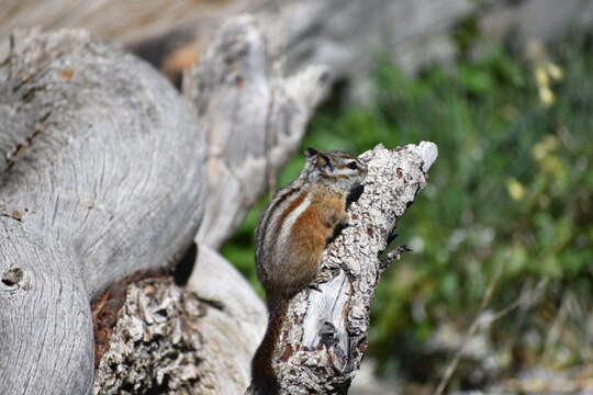 Image of Palmer’s Chipmunk