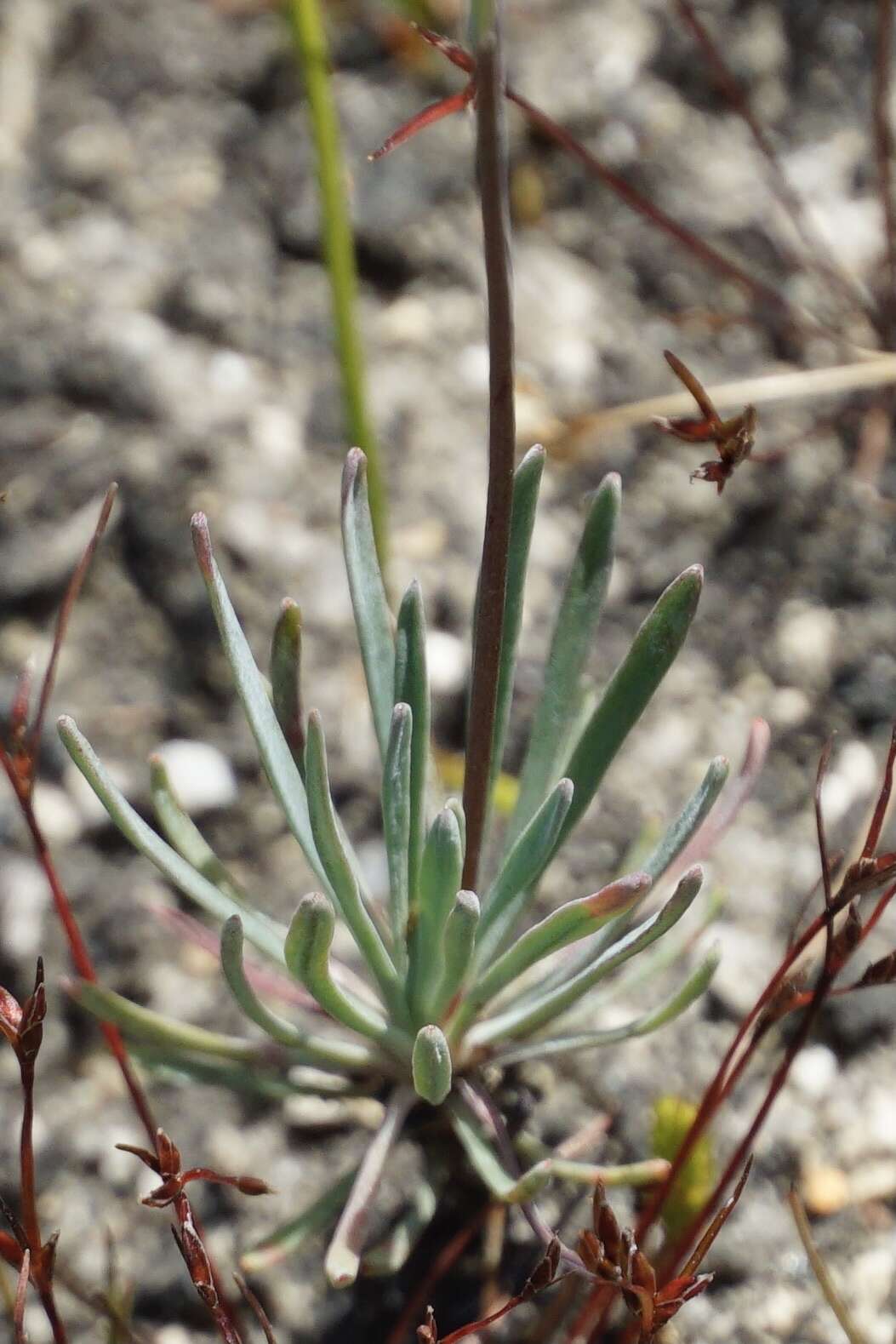 Image of Stylidium luteum R. Br.