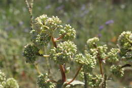 Hylotelephium telephium subsp. ruprechtii (Jalas) H. Ohba resmi