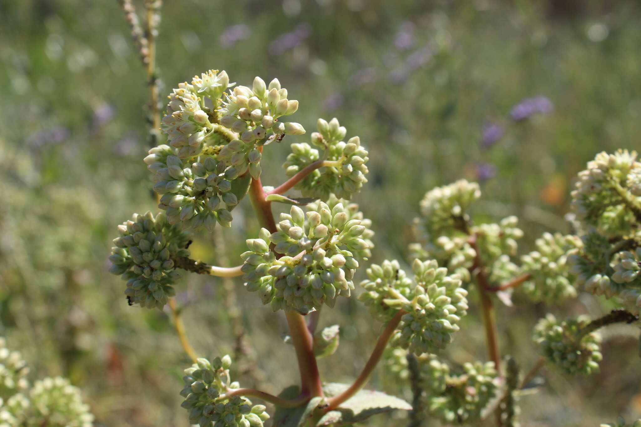 Image of Hylotelephium telephium subsp. ruprechtii (Jalas) H. Ohba