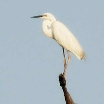 Image of Eastern great egret