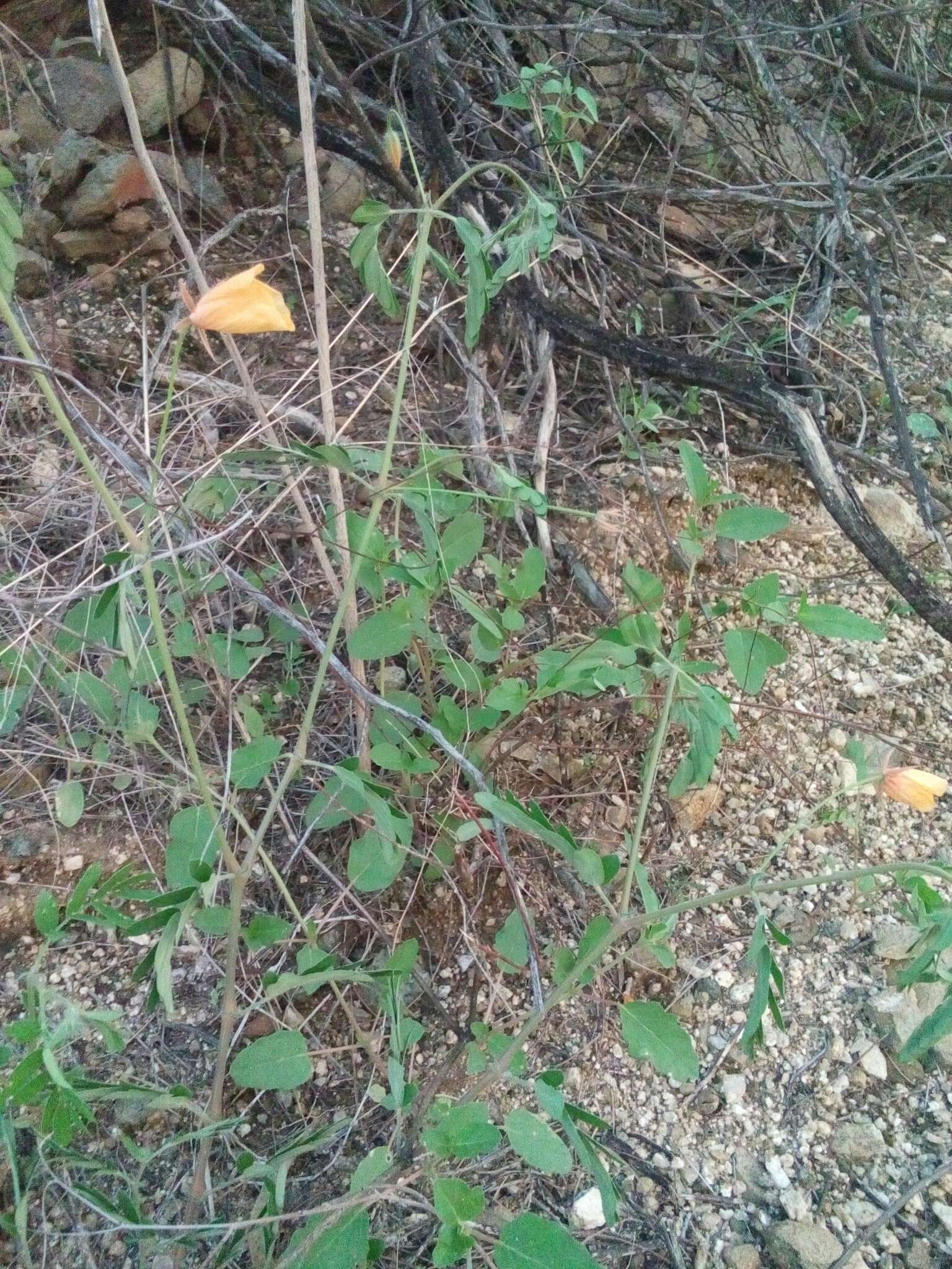 Image of Arizona poppy