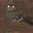 Image of Donaldson Smith's Nightjar