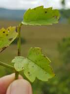 Plancia ëd Cyphostemma sulcatum (C. A. Sm.) J. van der Merwe