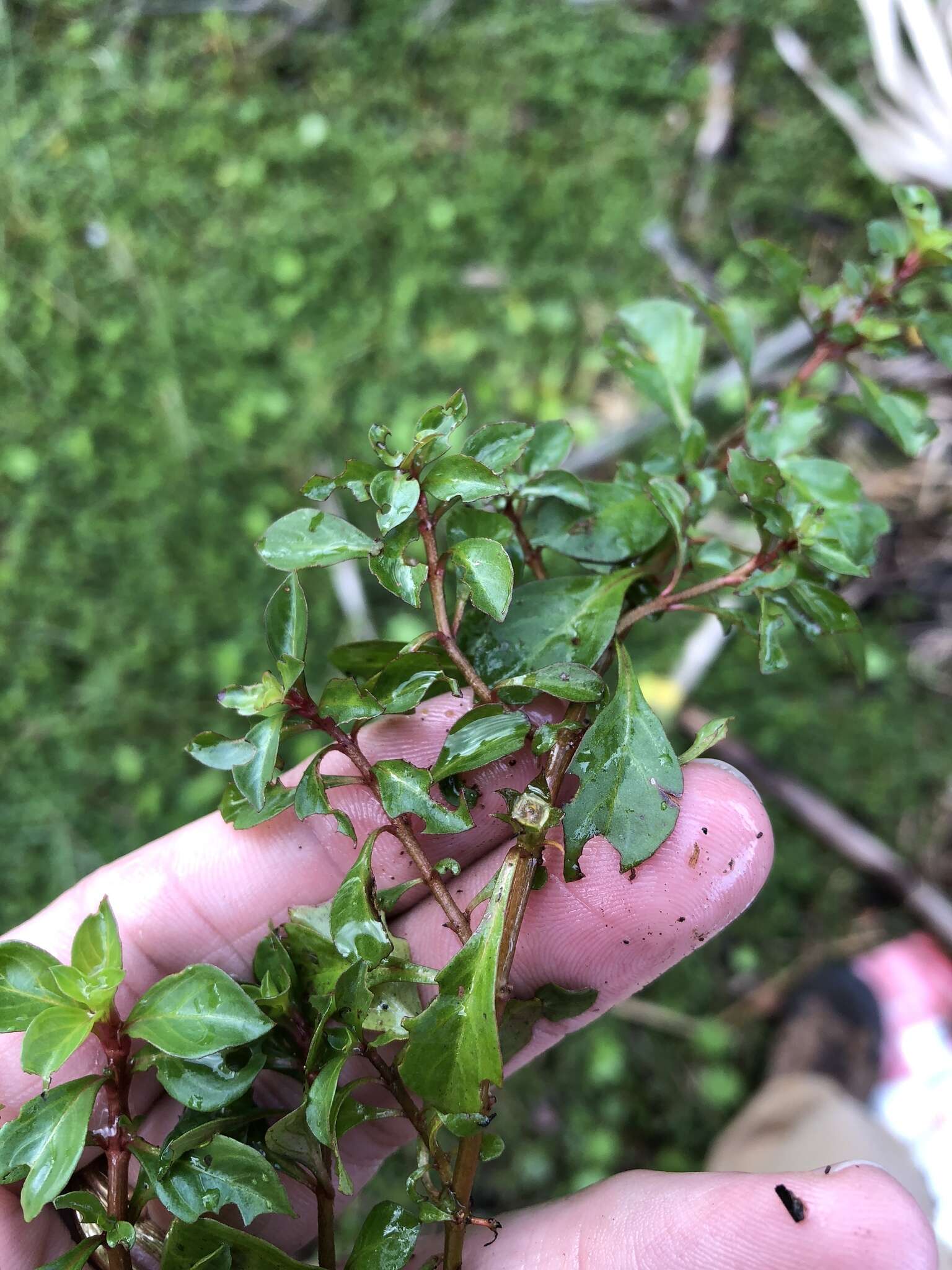 Image of creeping primrose-willow