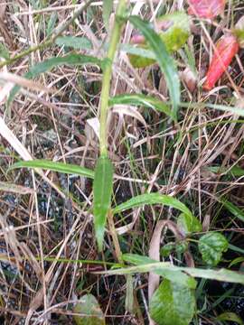 Image of Long-Leaf Lobelia