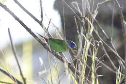 Image of Blue-faced Parrot-Finch