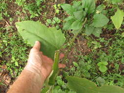 <i>Silphium <i>perfoliatum</i></i> var. perfoliatum resmi