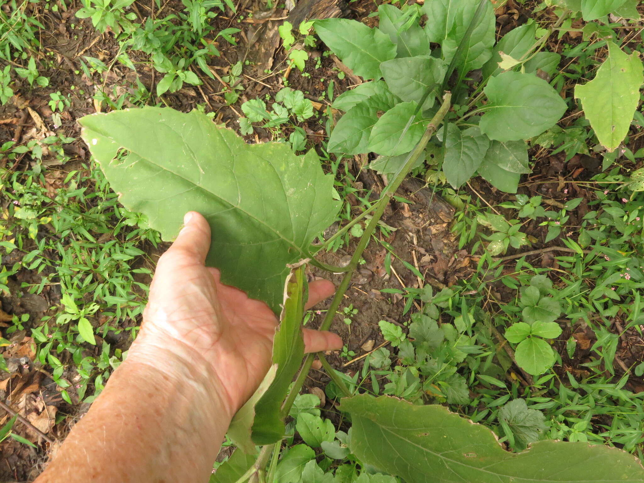 <i>Silphium <i>perfoliatum</i></i> var. perfoliatum resmi