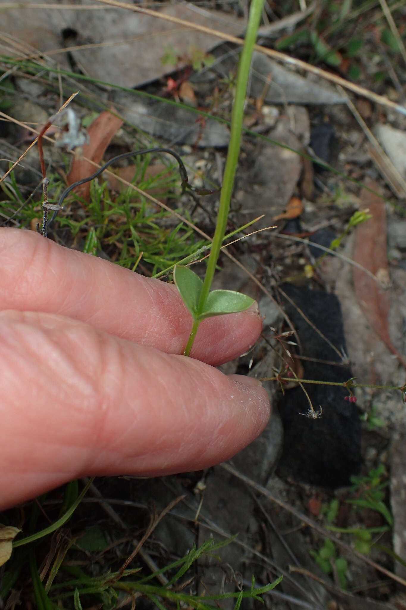 Image de Sebaea ovata (Labill.) R. Br.