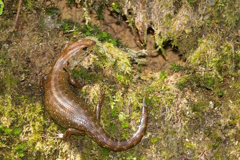 صورة Sphenomorphus praesignis (Boulenger 1900)