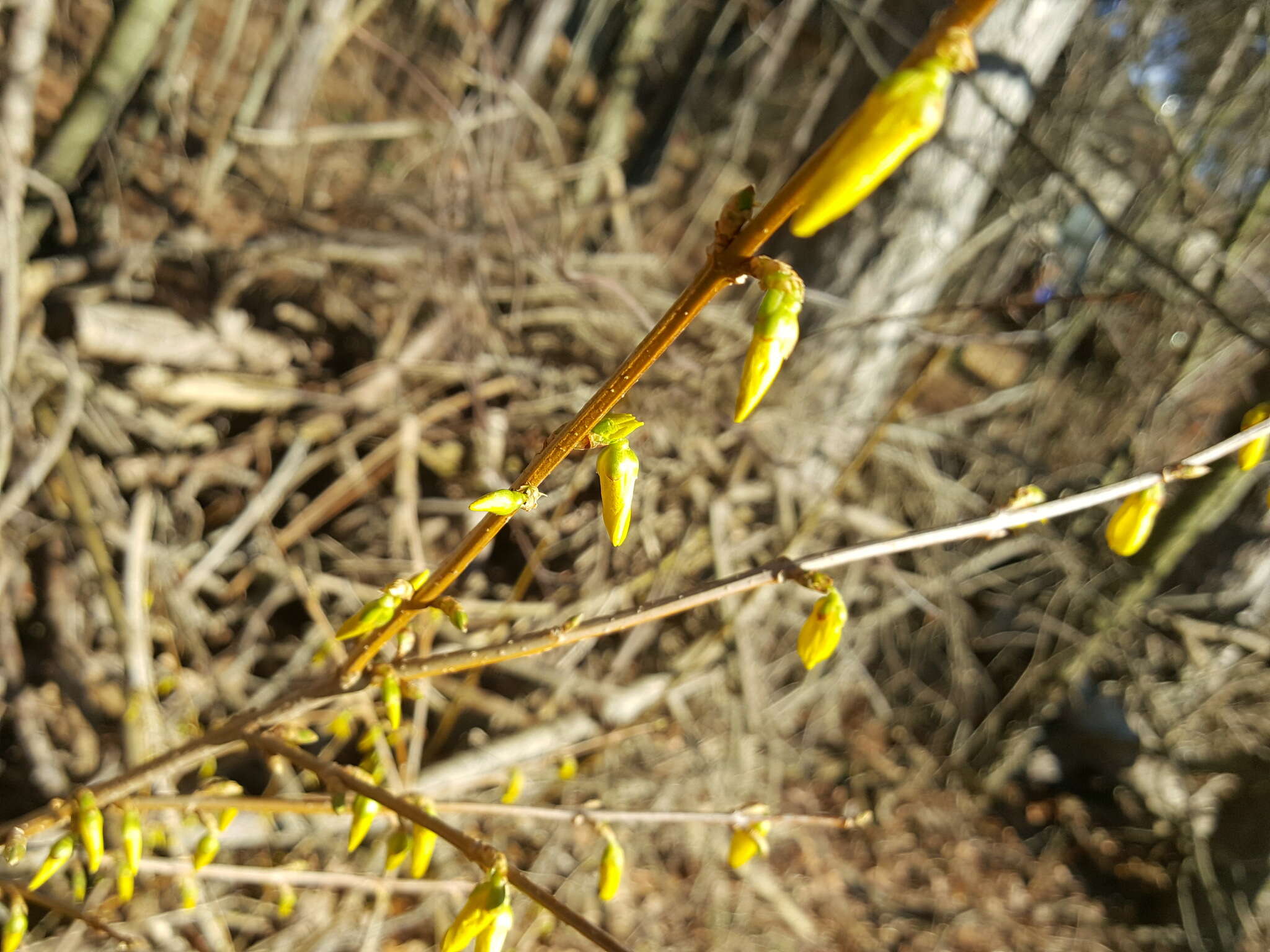 Image de Forsythia intermedia Zabel