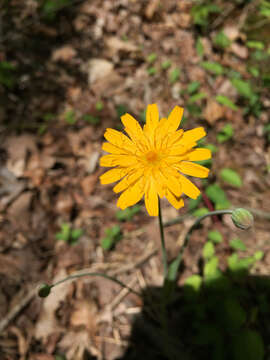 Image of twoflower dwarfdandelion