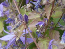 Lasioglossum costulatum (Kriechbaumer 1873)的圖片