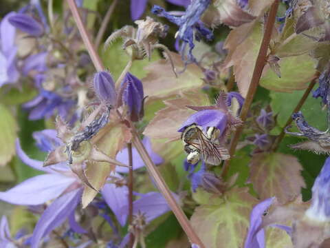 Lasioglossum costulatum (Kriechbaumer 1873)的圖片