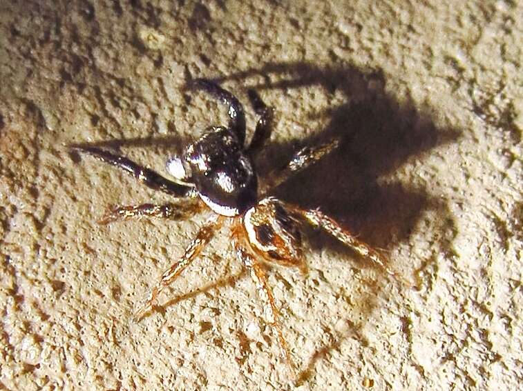 Image of Twinflagged Jumping Spider