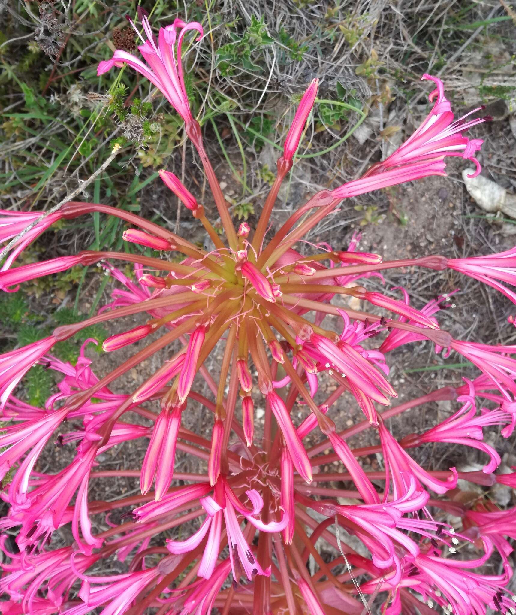 Image of Brunsvigia gregaria R. A. Dyer