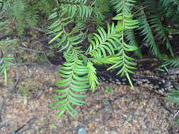 Image of Brown Pine