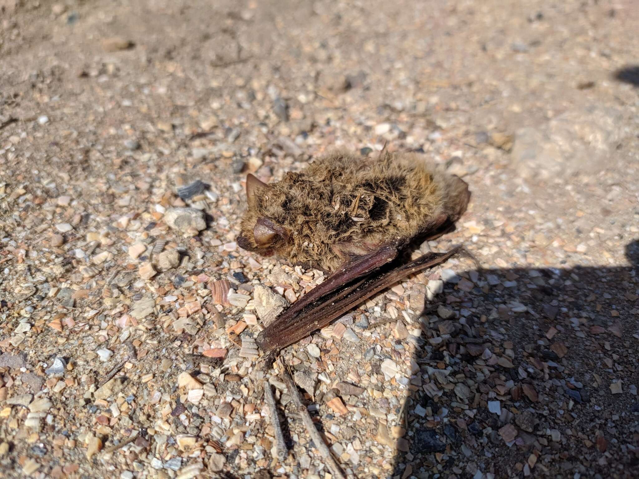 Image of Kuhl's Pipistrelle