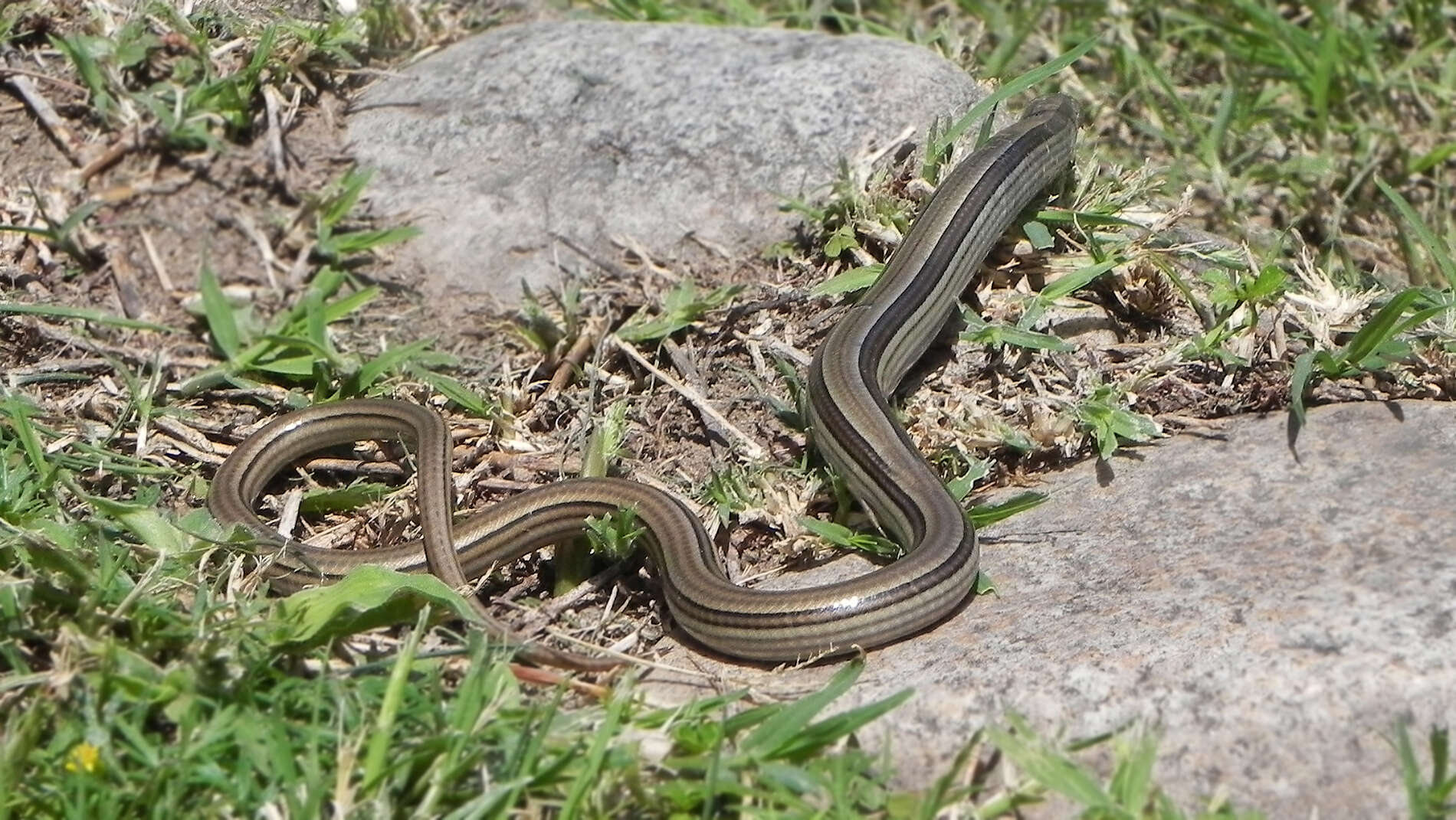 Imagem de Ophiodes intermedius Boulenger 1894