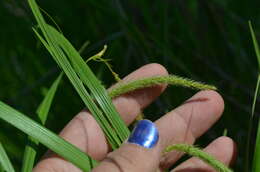 Image of Fringed sedge