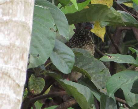 Image of Speckled Chachalaca